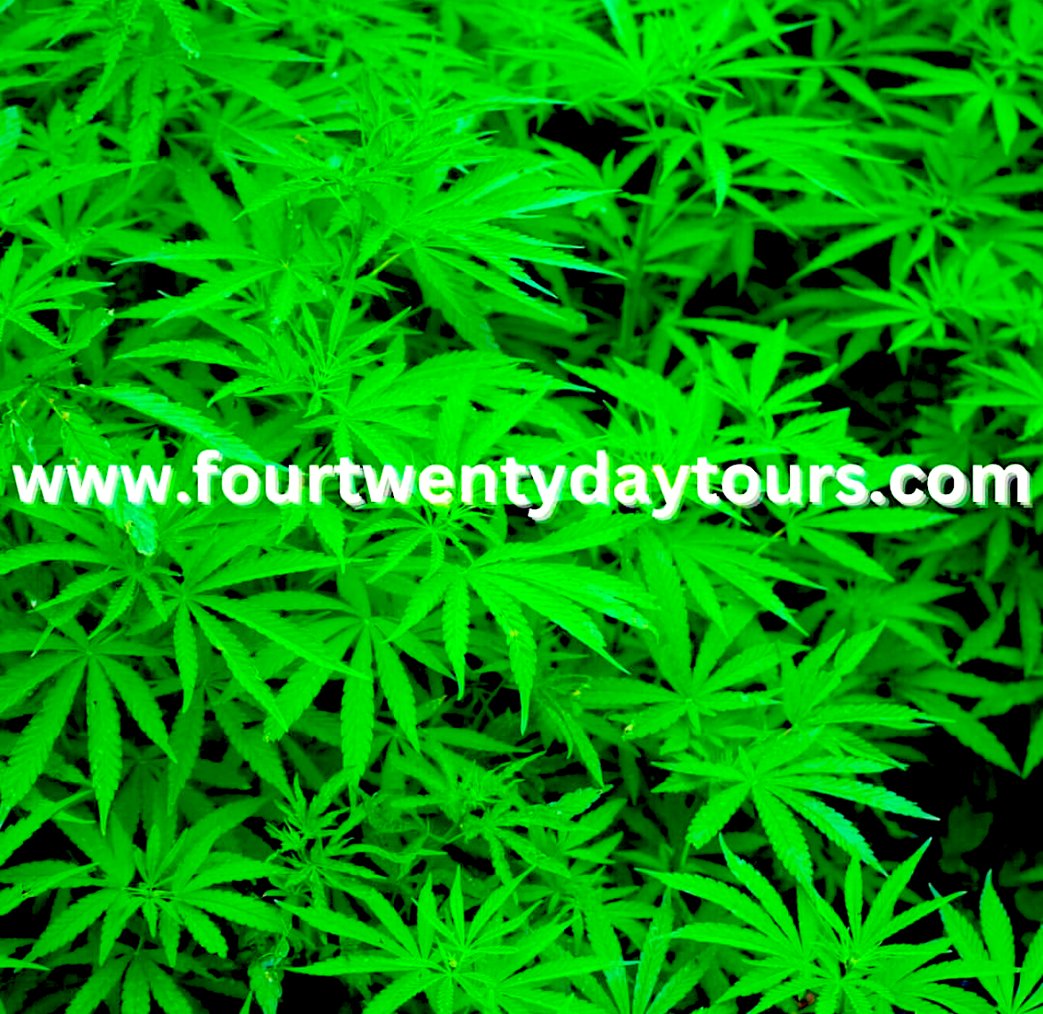 greenwebsiteshoy